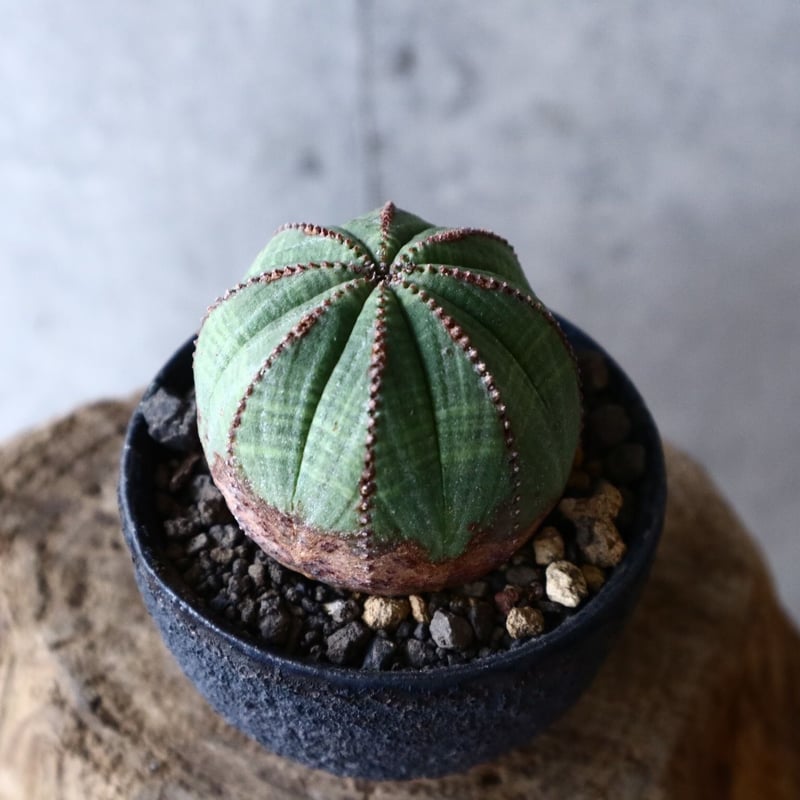 ユーフォルビア オベサ Euphorbia obesa no.013 | 芽の巣山