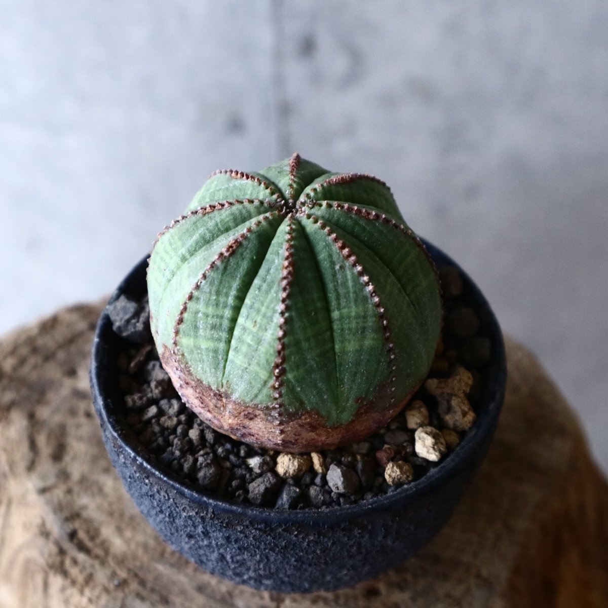 ユーフォルビア オベサ Euphorbia obesa no.013 | 芽の巣山