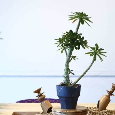 N/OH × Dorstenia gigas   no.61861