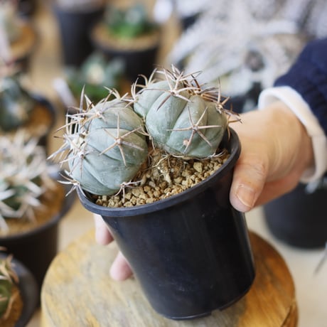 Echinocactus horizonthalonius / 黒刺雷帝 (3.5号)  no.1226/15
