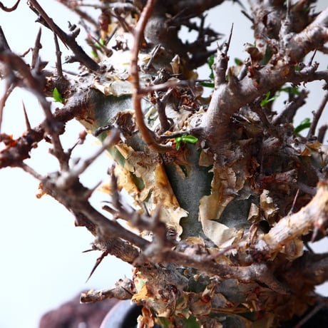 コミフォラ　エミニー　 Commiphora eminii    no.72126