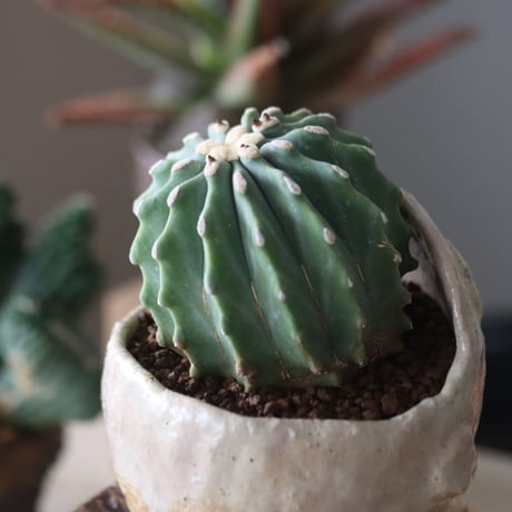 Ferocactus glaucescens f. nuda  × Miyu Watanabe no.51946