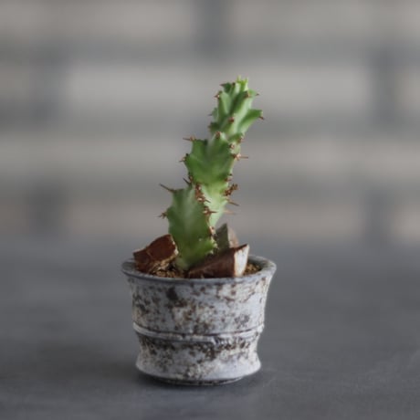 Euphorbia tortirama  × takero pot (2号) no.907-53