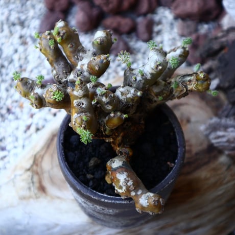 サルコカウロン  ムルチフィズム  Sarcocaulon multifidum  no.60229