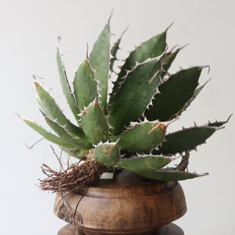 U.S. horrida (Agave horrida) / Style of Chika　no.1227/4