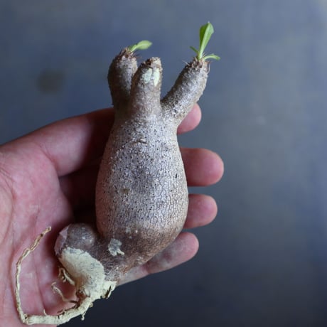 パキポディウム グラキリス 抜苗  Pachypodium rosulatum var. gracilius no.100627
