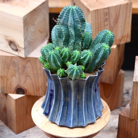ユーフォルビア hyb. オベサ × バリダ／Euphorbia hyb. obesa  × valida    no.31318