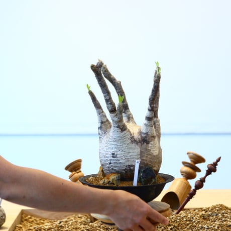 たけろうポット × Pachypodium  gracilius   no.72367