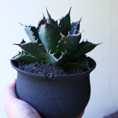 アガベ   チタノタ   FO-76   Agave titanota  "FO-76"  no.51905