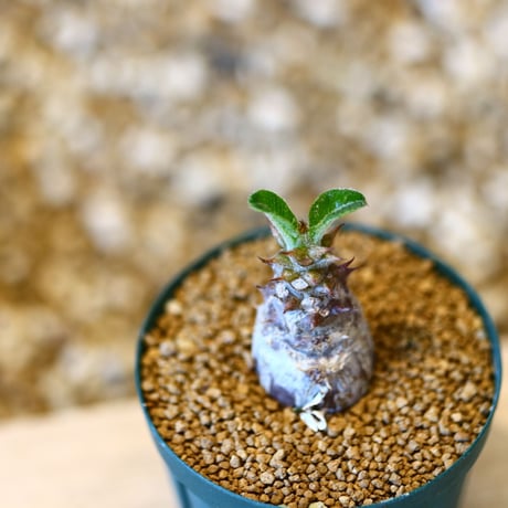 パキポディウム ウィンゾリー / Pachypodium baronii var. windsorii    no.50728