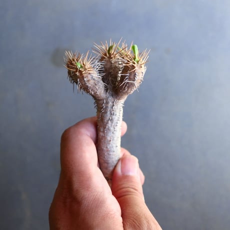ユーフォルビア   ギラウミニアナ  Euphorbia guillauminiana  no.100606