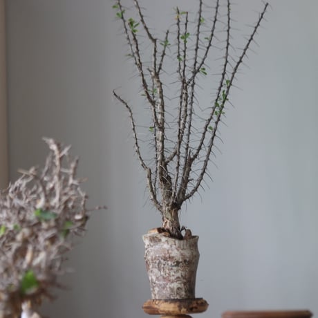 Fouquieria macdougalii × たけろうポット   no.51238