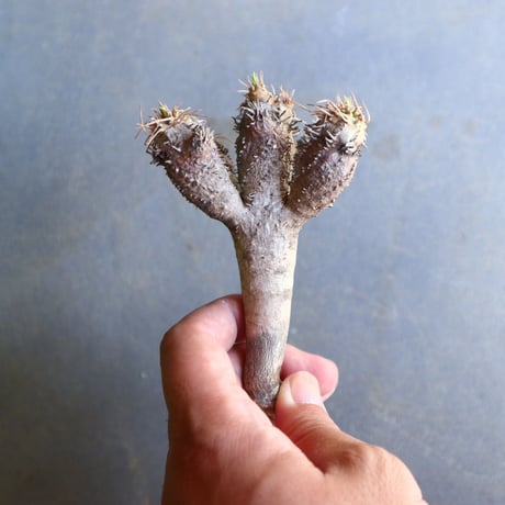 ユーフォルビア   ギラウミニアナ  Euphorbia guillauminiana  no.100605