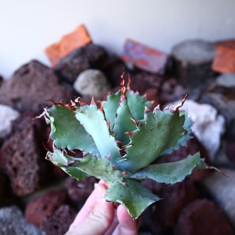 アガベ   ポタトラム 'Spawn'      Agave potatorum 'Spawn'      no.30858