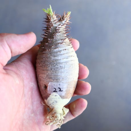 パキポディウム グラキリス 抜苗  Pachypodium rosulatum var. gracilius no.100622