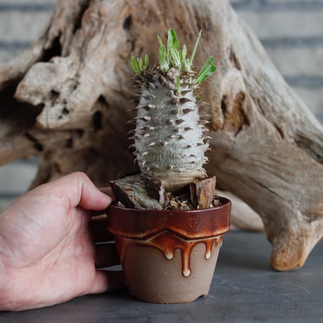 Pachypodium 恵比寿大黒 (cyumasa) × YAMABACHI var. P＆A (3号)  no.622-3