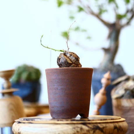 Dioscorea elephantipe × 市野伝市鉢    no.91707