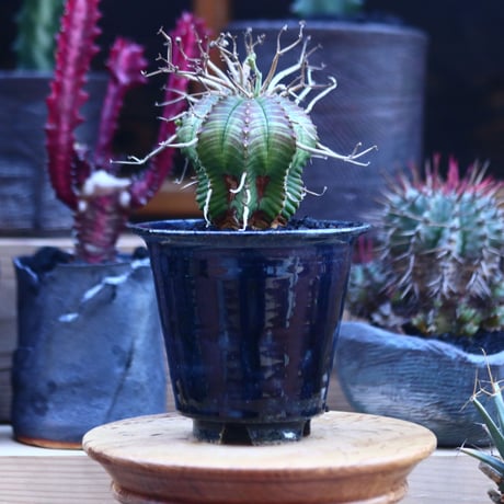 ユーフォルビア  バリダ    Euphorbia valida     no.32116