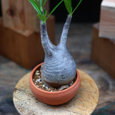 パキポディウム  グラキリス／Pachypodium  gracilius   no.72417