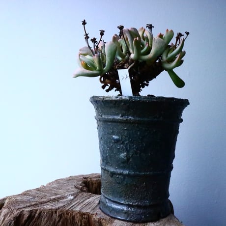 ロンボフィルム 扶刀乱麻  白班Rhombopyllum nelii f  variegata. No.022