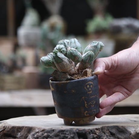 ユーフォルビア  オベサ hyb. ／Euphorbia obesa  hyb.  no.1002/9