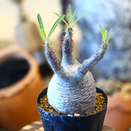Pachypodium gracilius   no.32438