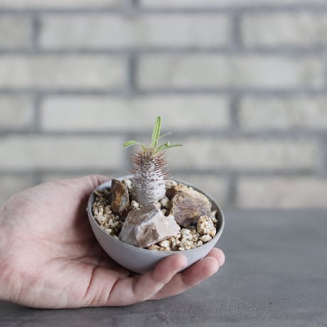 Pachypodium gracilius × Kazuhiro Arima (2.5号) no.621/63
