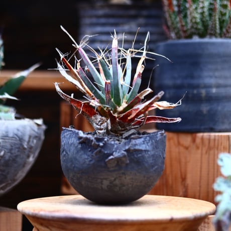 レウクテンベルギア  晃山／Leuchtenbergia principis  no.22025