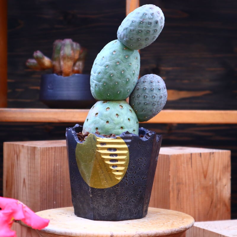 美株　テフロカクタス ゲオメトリクス 3玉　ミッキー型　鉢付き 美株 テフロカクタス ゲオメトリクス 3玉 ミッキー型 鉢付き