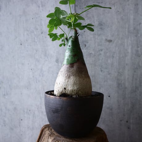 アデニア   グラウカ    Adenia glauca   no.018