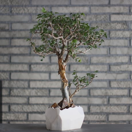 Bursera fagaroides × N/OH (5.5号)  no.713-21