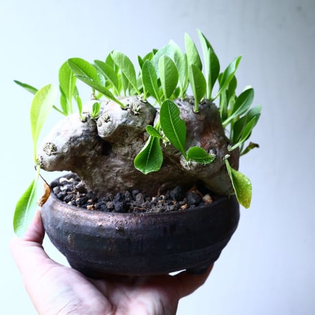 パキポディウム  ブレビカウレ  恵比寿笑い   Pachypodium brevicle   no.102727