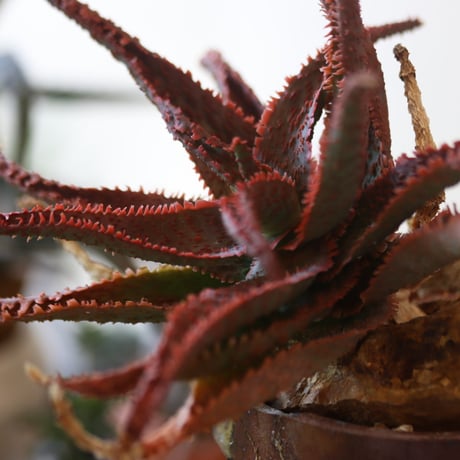 Aloe ‘Chiristmas Carol’ × YAMABACHI var.六本芽　 no.82504