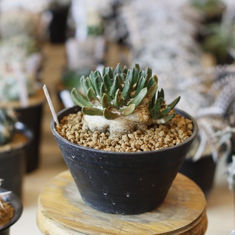 MASSES×M&M Mulch Box 芽の巣山 MASSES×M&M Mulch Box 芽の巣山