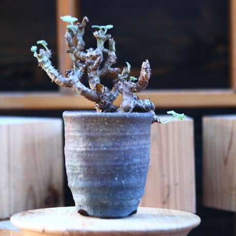 ぺラルゴ二ウム   エキナツム／Pelargonium  lechinatum   no.112837