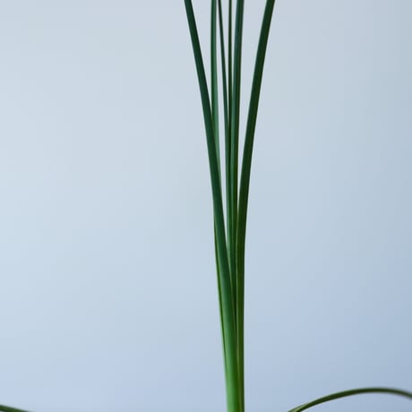 beaucarnea gracilis × IZA   no.90324