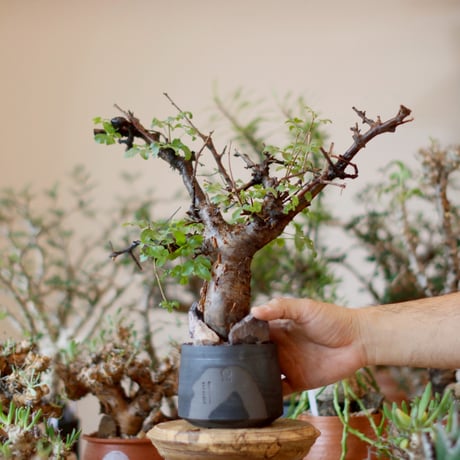 Commiphora boranensis × N/OH (4号)  no.1101-3