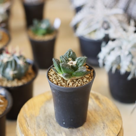 Ariocarpus fissuratus cv. Godzilla / 亀甲牡丹ゴジラ (2.5号)  no.1226/32