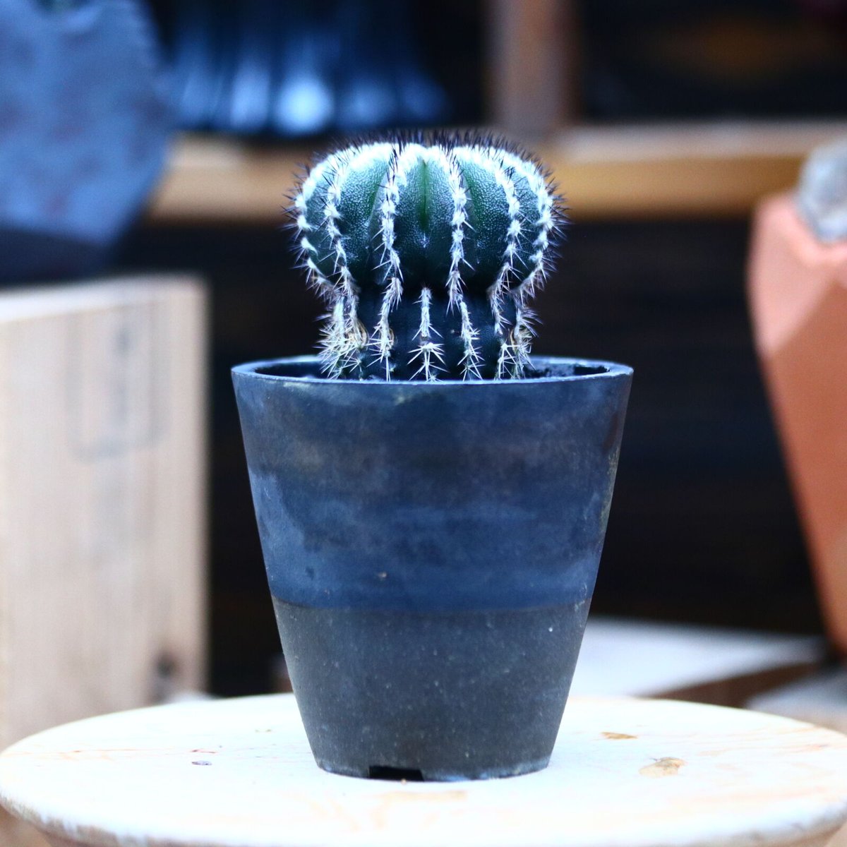 Uebelmannia pectinifera　ユーベルマニア　ペクチニフェラ ユーベルマニア プセウドペクチニフェラ／Uebelmannia