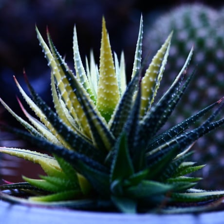 ハオルチア 金城／Haworhtia margaritifera f. variegata.  no.21301