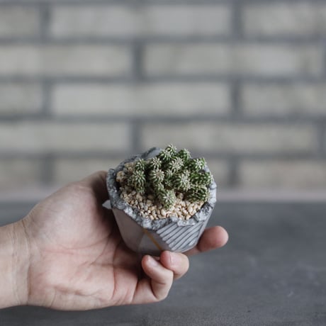 Euphorbia sepulta × N/OH (3号)  no.510/46