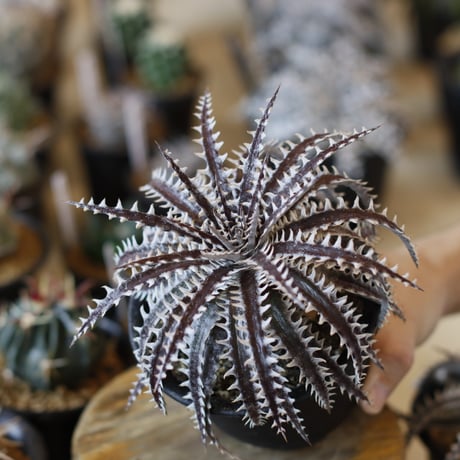 Dyckia  (Heaven & Hell x macedoi)F2 (4号鉢)  no.1226/49