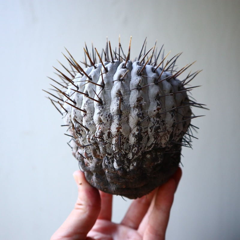 コピアポア 竜牙丸 copiapoa cinerascens no.90208 |