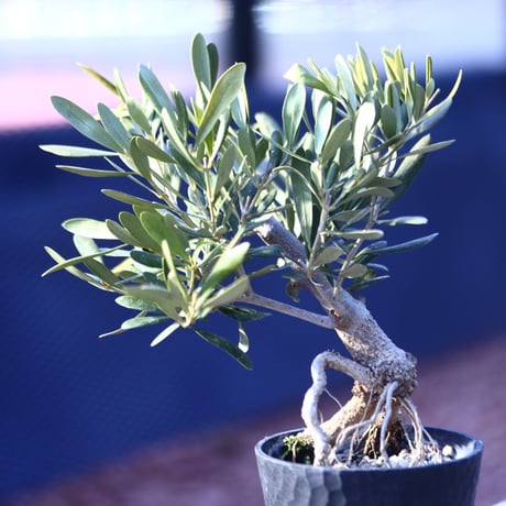 オリーブ　Olea europaea　 no.21408-3
