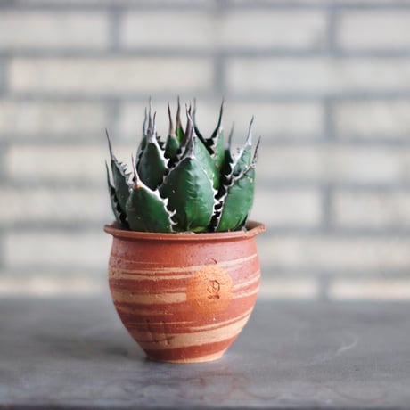カリフォルニア産 ホリダ アガベ ホリダ カリフォルニア直輸入 agave horrida