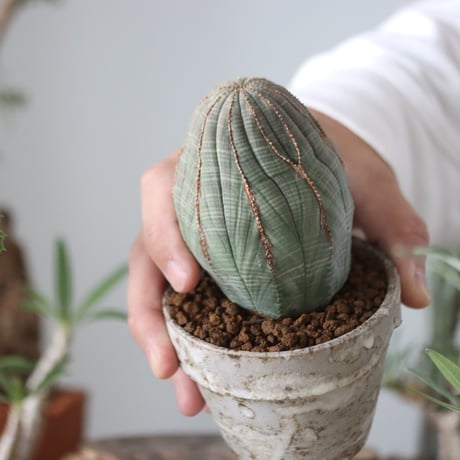 Euphorbia obesa  × YAMABACHI var. takero pot  no.51212