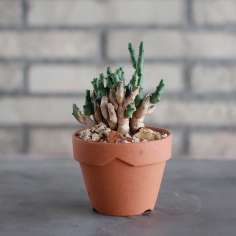 Euphorbia ornithopus (鳥足麒麟) / South Africa / T.W. × YAMABACHI (3号) no.329/15