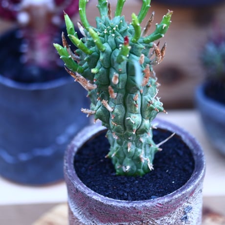 ユーフォルビア スコエンランディ 闘牛角／Euphorbia schoenlandii    no.32113