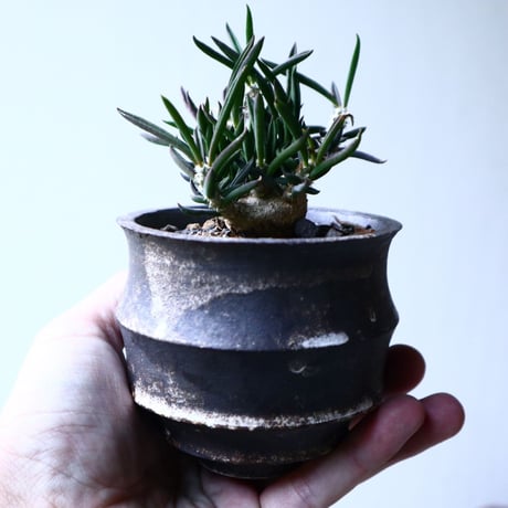 ユーフォルビア キリンドフォリア    Euphorbia cylindrifolia   no.102738