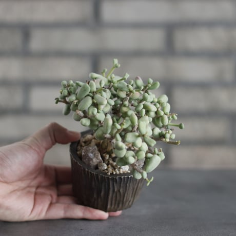Ceraria pygmaea × takero pot (3号)  no.419/106
